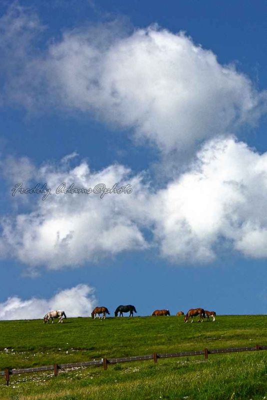 grazing in a cloudy day.jpg